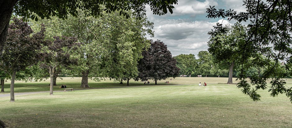 A wide view of a park landscape with a large, open grassy area surrounded by various trees with dense, leafy canopies in shades of green and dark purple. The foreground is framed by overhanging branches with numerous green leaves. In the distance, a few people are visible sitting on benches or on the grass, enjoying the outdoor space. The sky above is partly cloudy, with patches of grey and white clouds allowing some diffuse natural light to illuminate the scene evenly. The setting appears calm and spacious, suitable for outdoor leisure activities, and the scene could be associated with environments where outdoor waste management or private rubbish removal services, such as those provided by Waste Removal Marylebone, may be relevant for maintaining clean public or private green spaces.